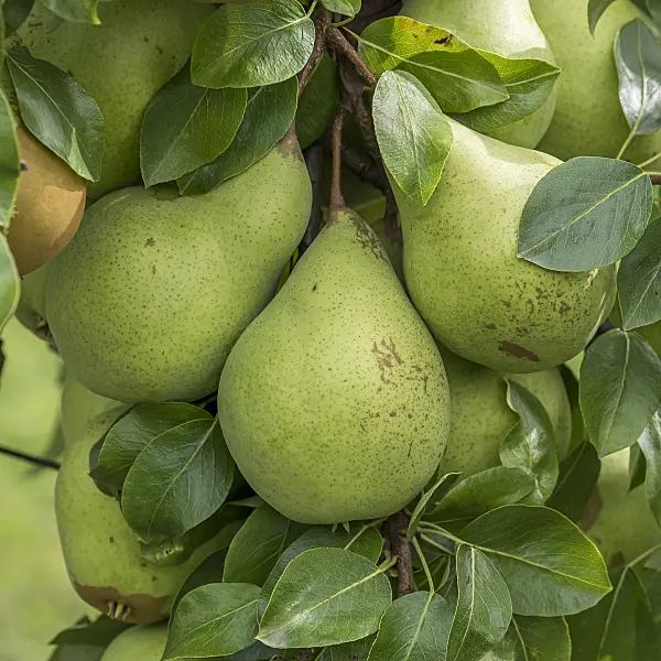 616110 - Common pear (Pyrus communis 'Six' Butterbirne')