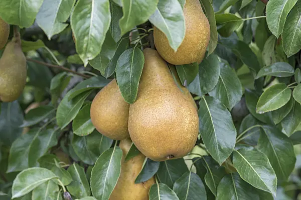 616111 - Common pear (Pyrus communis 'Sommerbutterbirne')