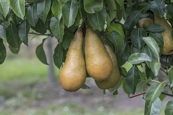 616112 - Common pear (Pyrus communis 'Sommerbutterbirne')