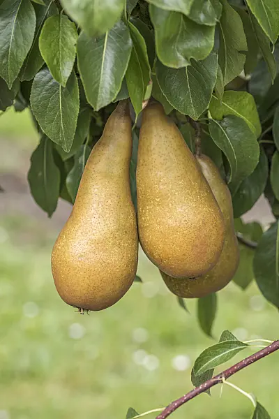 616113 - Common pear (Pyrus communis 'Sommerbutterbirne')