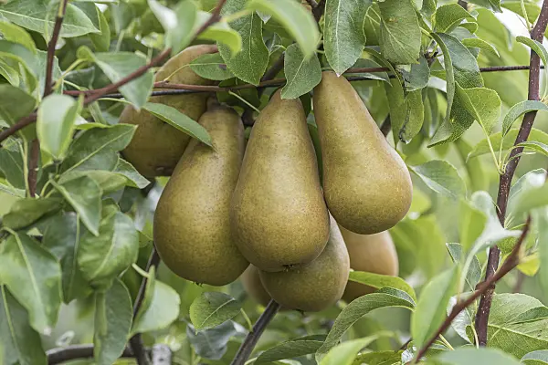 616114 - Common pear (Pyrus communis 'Sommerbutterbirne')