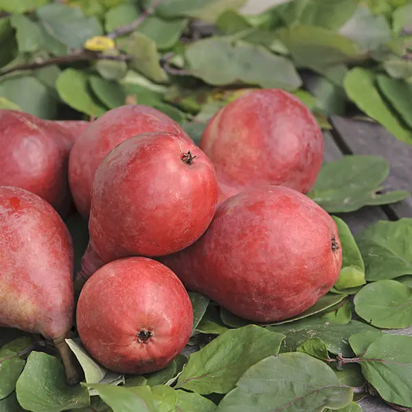 535374 - Common pear (Pyrus communis 'Starkrimson')