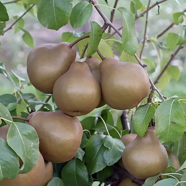 471451 - Common pear (Pyrus communis 'Uta')