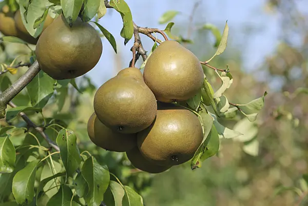 517366 - Common pear (Pyrus communis 'Uta')