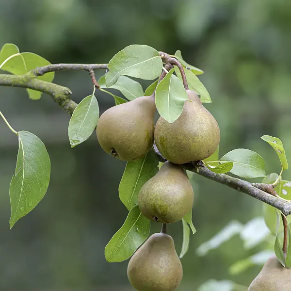 547259 - Common pear (Pyrus communis 'Uta')