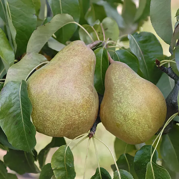 471452 - Common pear (Pyrus communis 'Vereinsdechantbirne')