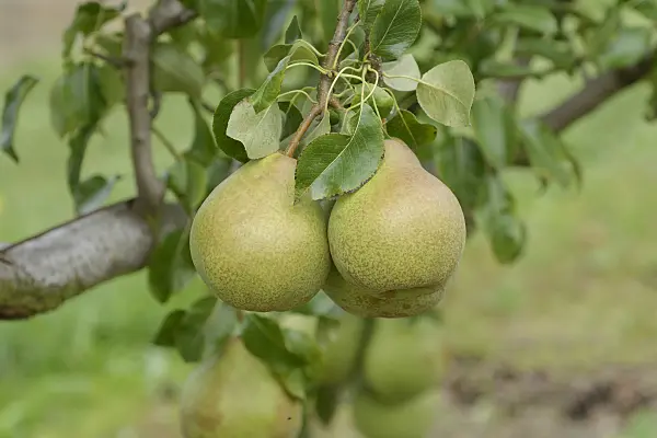 547261 - Common pear (Pyrus communis 'Vereinsdechantbirne')
