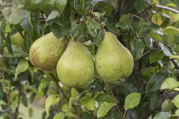 616118 - Common pear (Pyrus communis 'Vereinsdechantbirne')