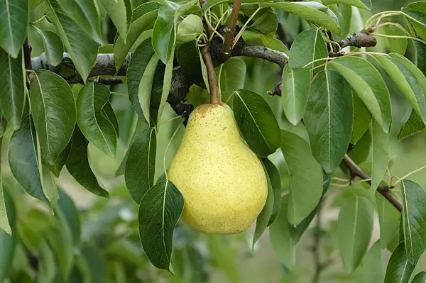 593170 - Common pear (Pyrus communis 'Williams Christ')