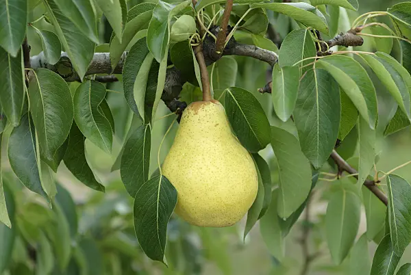 635153 - Common pear (Pyrus communis 'Williams Christ')