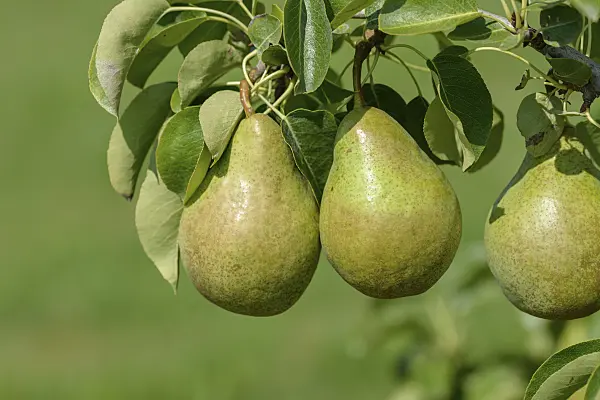 575295 - Common pear (Pyrus communis 'Xenia')