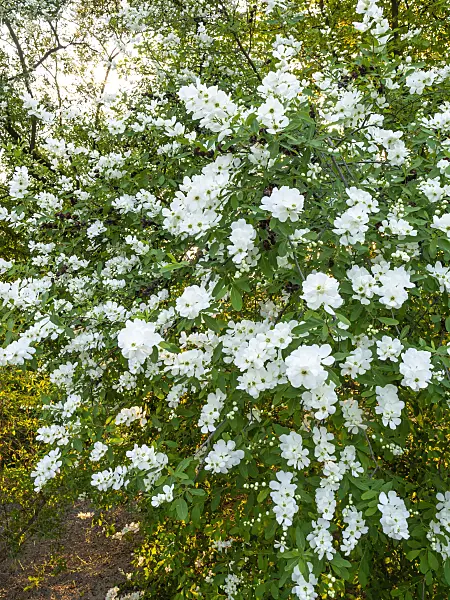 437215 - Common pearl bush (Exochorda racemosa)