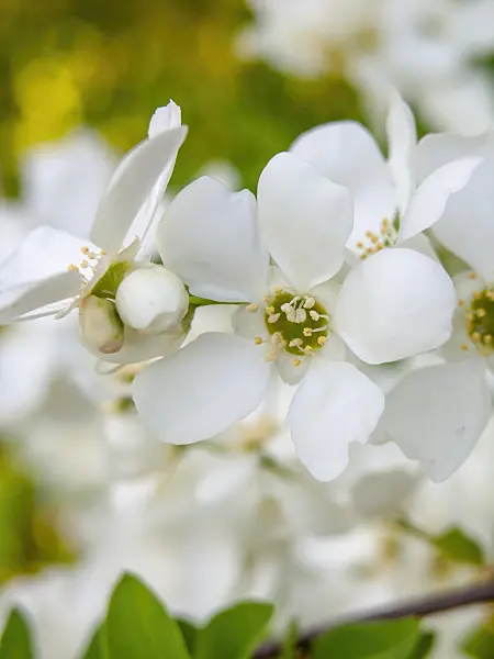 448036 - Common pearl bush (Exochorda racemosa)