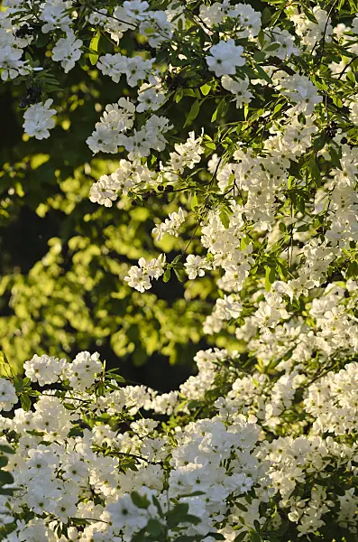 544034 - Common pearl bush (Exochorda racemosa)