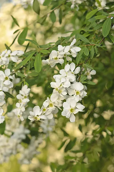 544035 - Common pearl bush (Exochorda racemosa)