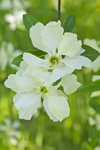 556105 - Common pearl bush (Exochorda racemosa)