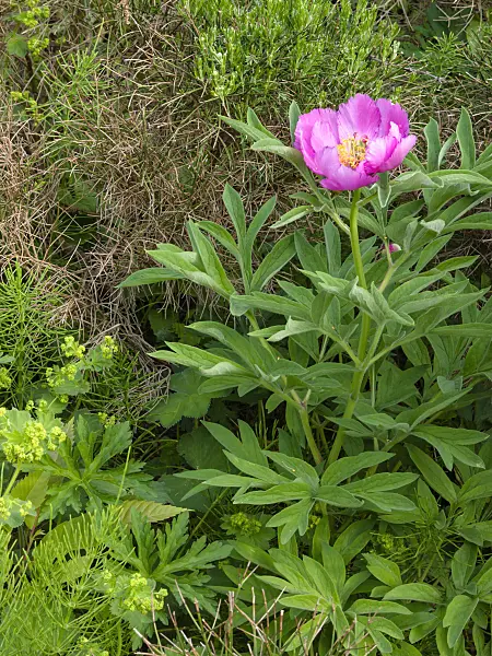 401234 - Common peony (Paeonia officinalis)