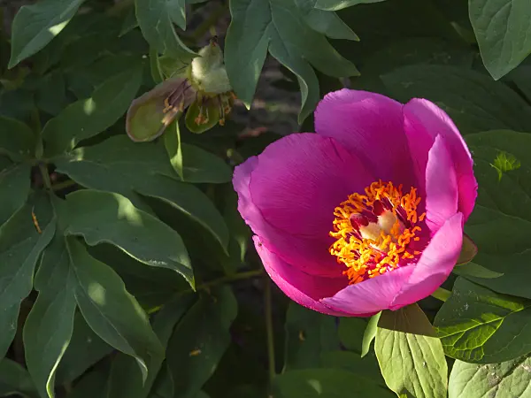 413031 - Common peony (Paeonia officinalis)