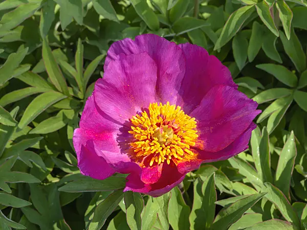 437239 - Common peony (Paeonia officinalis)