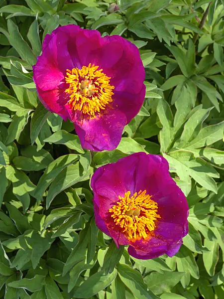 437240 - Common peony (Paeonia officinalis)