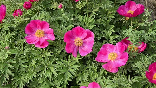 507215 - Common peony (Paeonia officinalis)