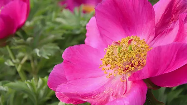 507217 - Common peony (Paeonia officinalis)