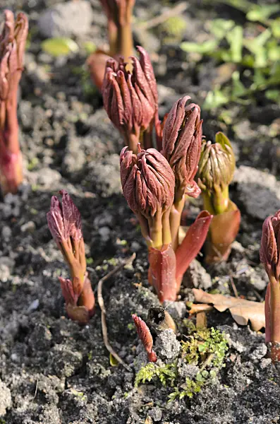 519051 - Common peony (Paeonia officinalis)