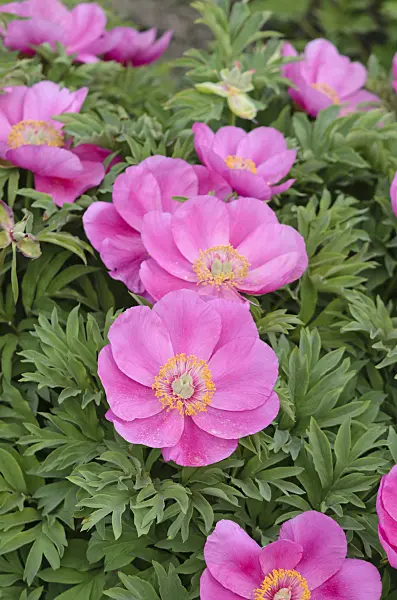 520205 - Common peony (Paeonia officinalis)