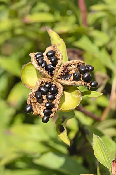 535042 - Common peony (Paeonia officinalis)