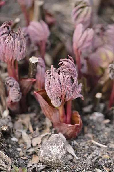 543007 - Common peony (Paeonia officinalis)
