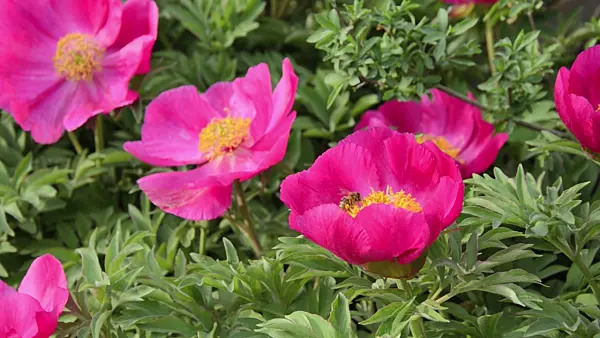 507216 - Common peony (Paeonia officinalis) and bee (Apis)