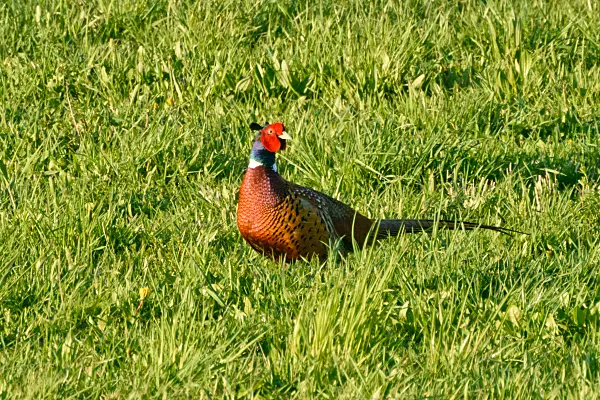 555091 - Common pheasant (Phasianus colchicus)