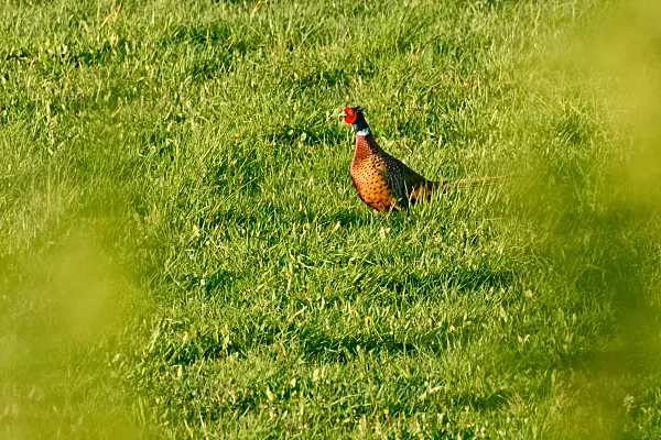 555092 - Common pheasant (Phasianus colchicus)