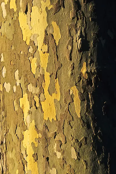 368065 - Common plane (Platanus x hispanica)