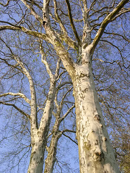 412067 - Common plane (Platanus x hispanica)