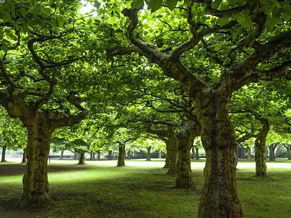 427075 - Common plane (Platanus x hispanica)