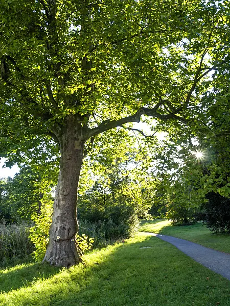 429109 - Common plane (Platanus x hispanica)