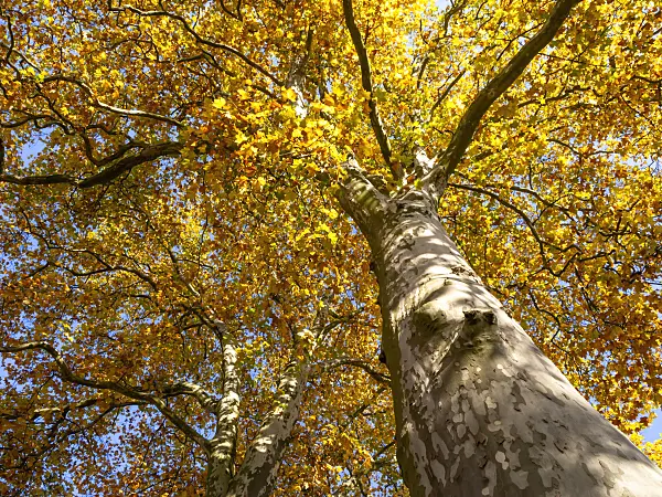 431037 - Common plane (Platanus x hispanica)