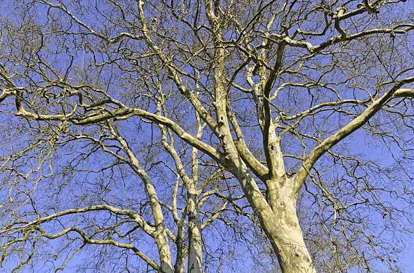 492038 - Common plane (Platanus x hispanica)