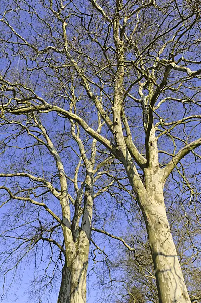 492039 - Common plane (Platanus x hispanica)