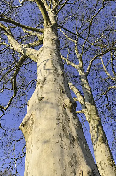 492040 - Common plane (Platanus x hispanica)