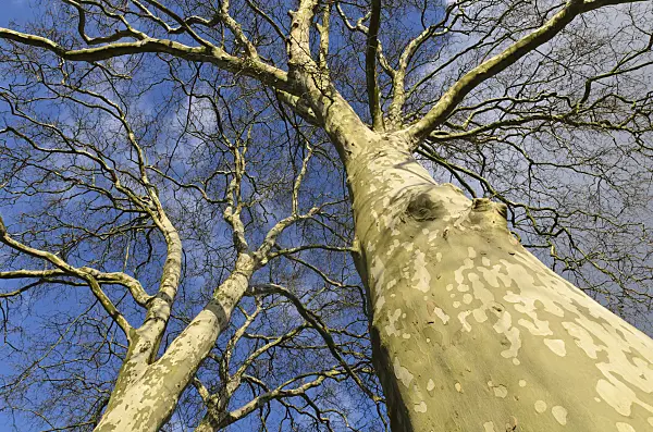 493019 - Common plane (Platanus x hispanica)