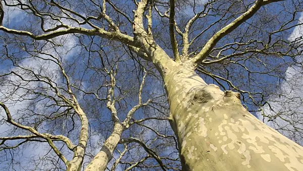 493033 - Common plane (Platanus x hispanica)