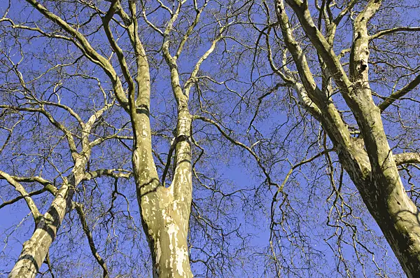 518086 - Common plane (Platanus x hispanica)