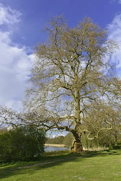 567002 - Common plane (Platanus x hispanica)