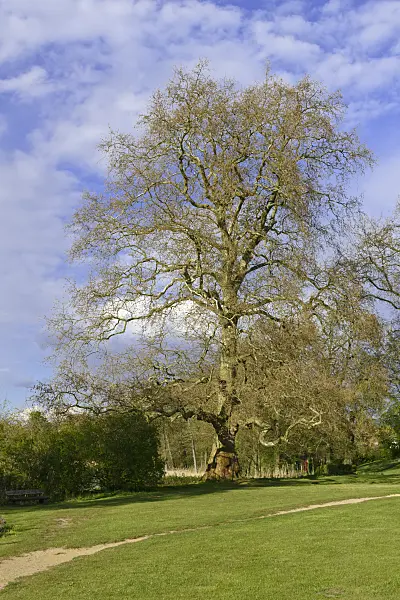 567003 - Common plane (Platanus x hispanica)