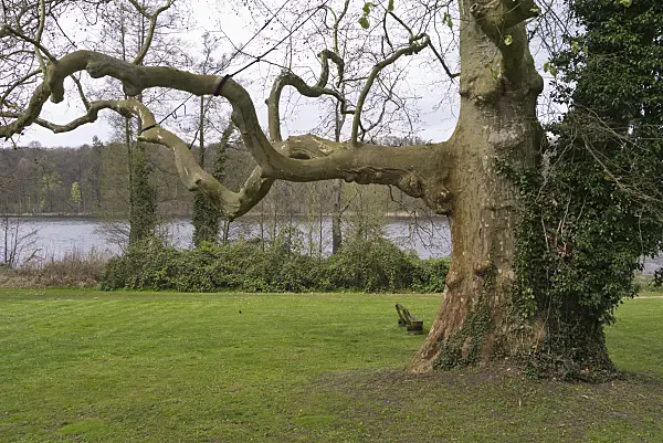 570030 - Common plane (Platanus x hispanica)