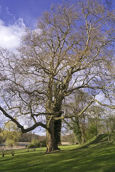 570034 - Common plane (Platanus x hispanica)