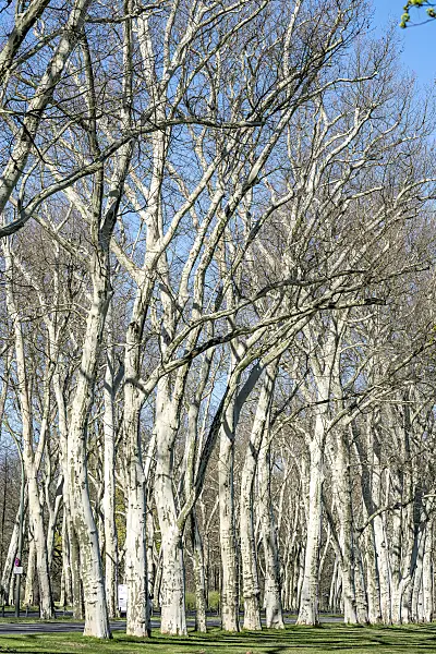 607171 - Common plane (Platanus x hispanica)
