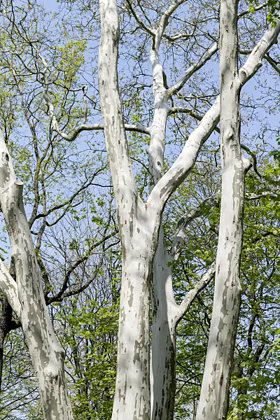 607172 - Common plane (Platanus x hispanica)